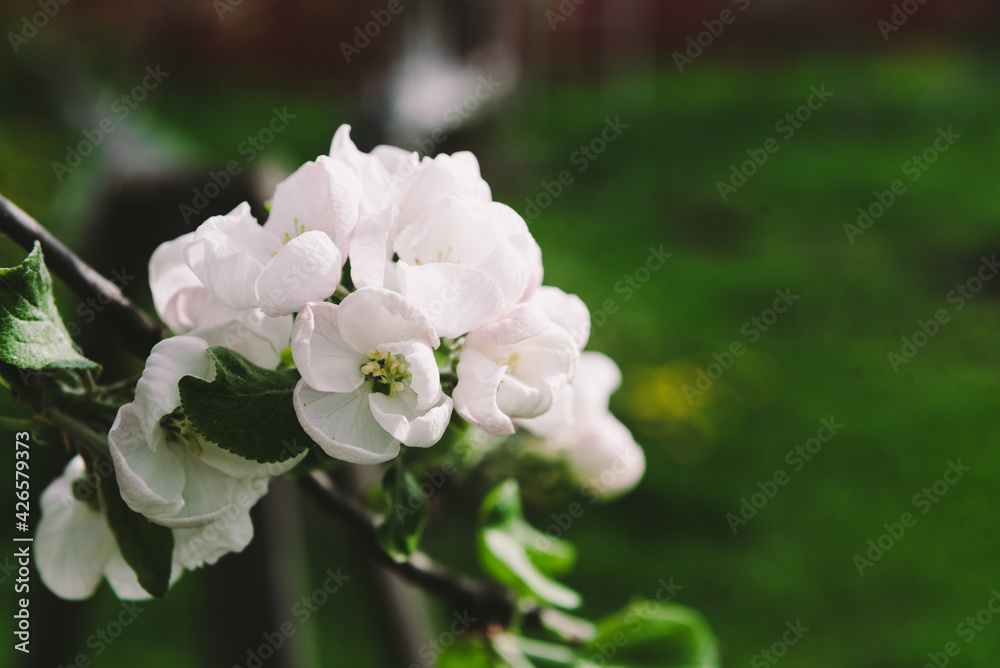 Flowering trees. Spring flowering. The apple tree is blooming. The girl in the apple trees.