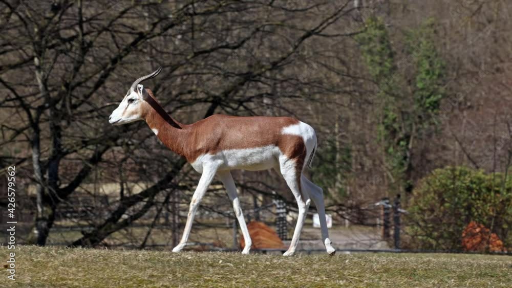 Dama gazelle, Gazella dama mhorr or mhorr gazelle is a species of gazelle. Lives in Africa in the Sahara desert and the Sahel & browses on desert shrubs and acacia and it eats rough grasses in drought Dama gazelle, Gazella dama mhorr or mhorr gazelle is a species of gazelle. Lives in Africa in the Sahara desert and the Sahel & browses on desert shrubs and acacia and it eats rough grasses in drought