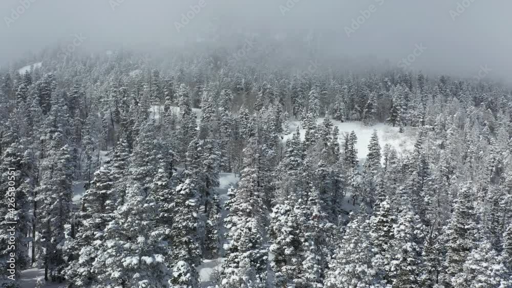 Snow capped conifer forest and mountain hills, drone aerial view Snow capped conifer forest and mountain hills, drone aerial view