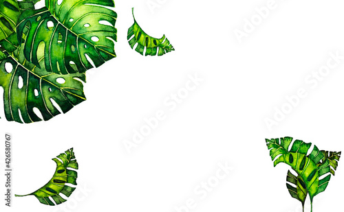 green background with border with leaves monstera. Tropical leaves of palm tree on white background.