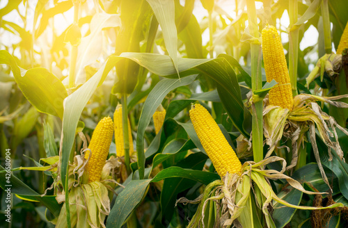 corn field in sunset