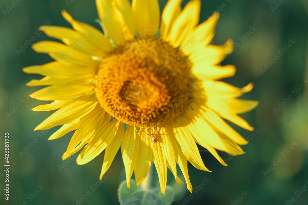 Closeup on one sunflower flower. Beautiful sunset over backgound of big golden sunflower field in the countryside in Thailand during summer time. Closeup on one sunflower flower. Beautiful sunset over backgound of big golden sunflower field in the countryside in Thailand during summer time.