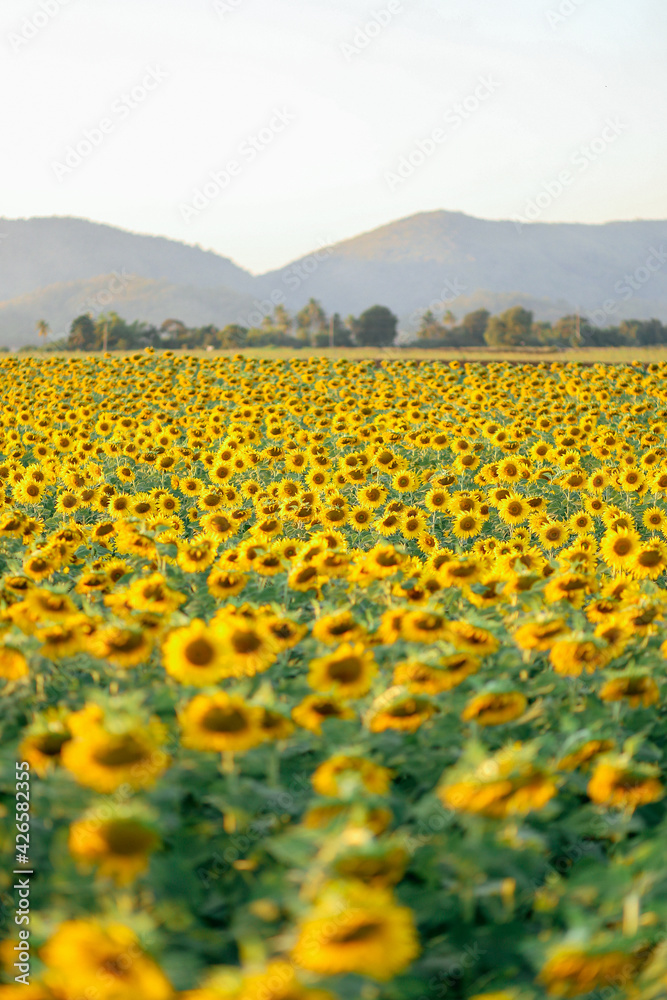 Closeup on one sunflower flower. Beautiful sunset over backgound of big golden sunflower field in the countryside in Thailand during summer time. Closeup on one sunflower flower. Beautiful sunset over backgound of big golden sunflower field in the countryside in Thailand during summer time.
