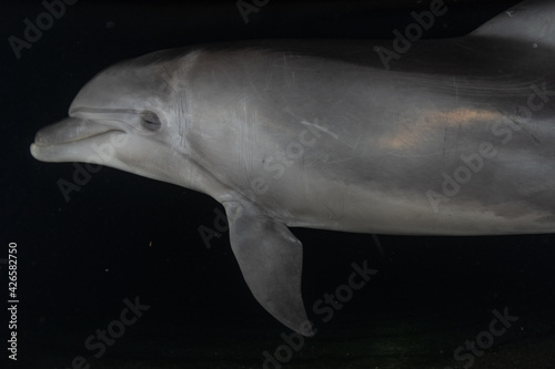 Dolphin swimming with divers in the Red Sea  Eilat Israel 