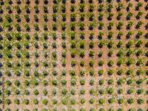 Dragon fruits grow in even rows in the garden. Aerial view from drone