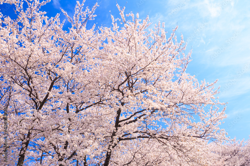  pink cherry blossoms