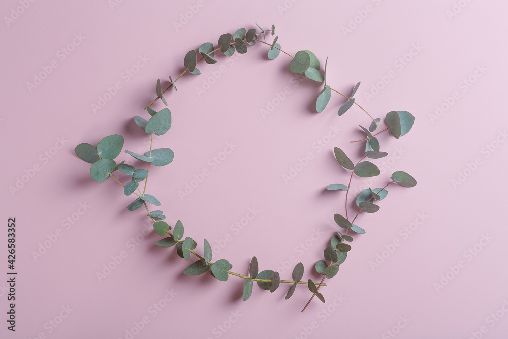 Eucalyptus branches on a pink background. Fresh eucalyptus leaves as a base for cosmetics based on natural oils and fragrances.