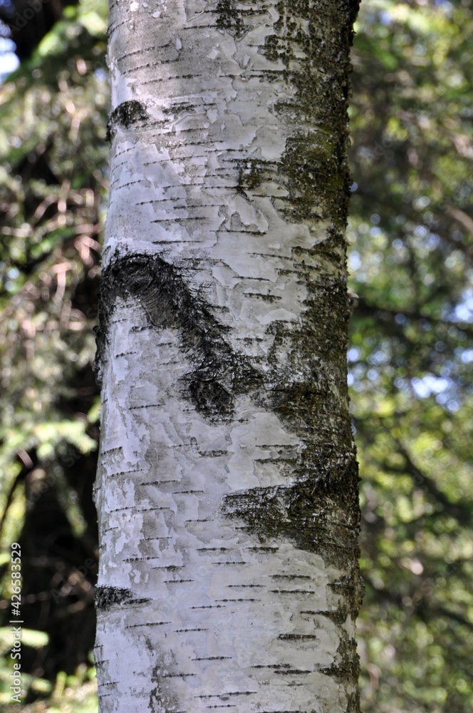 Obraz premium Birken