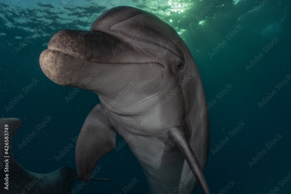 Naklejka premium Dolphin swimming with divers in the Red Sea, Eilat Israel 