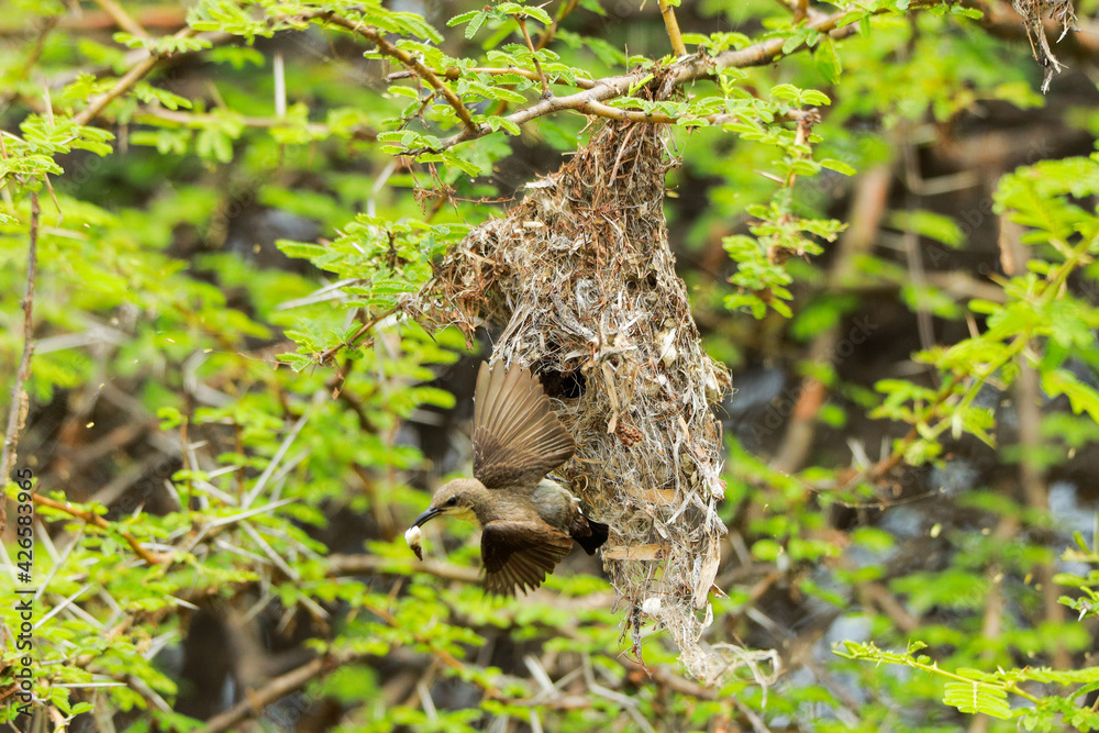 Fototapeta premium Indian birds from kerala