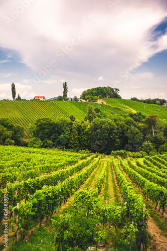 Famous heart shaped road at vineyards Špičnik in Slovenia. Rows vineyards near Maribor, close to the Austrian. Scenic grape landscape and green hills.