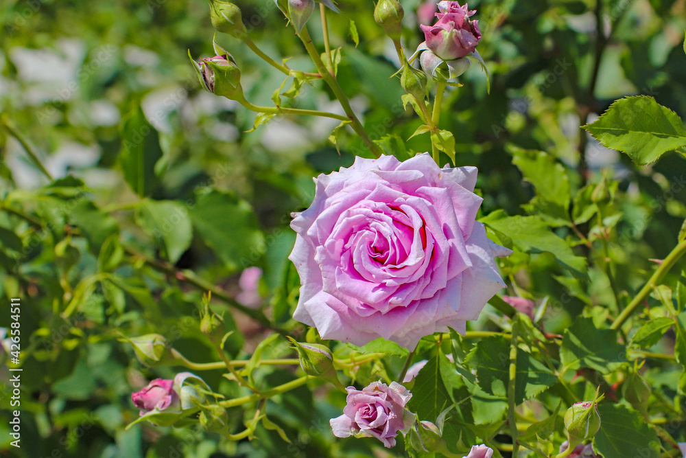 大きな紫色のバラの花 大きな紫色のバラの花