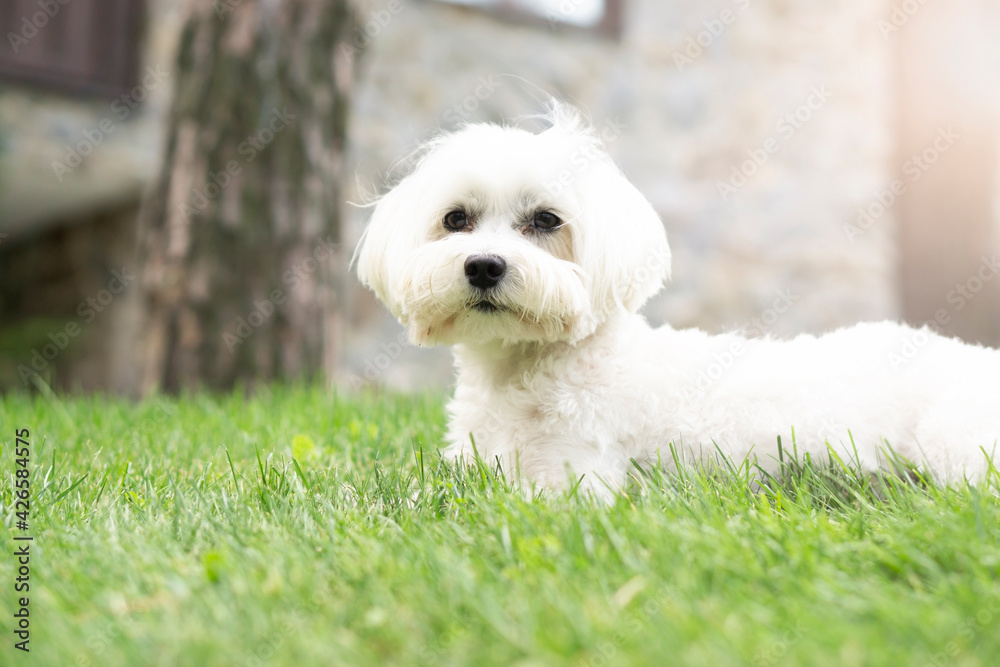  A white maltese dog  lying down on green grass and plants background .