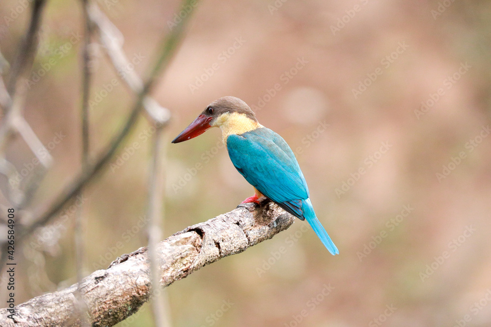 Obraz premium Indian birds from kerala