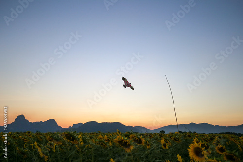 Beautiful sunset over backgound of big bird and golden sunflower field in the countryside in Thailand during summer time.