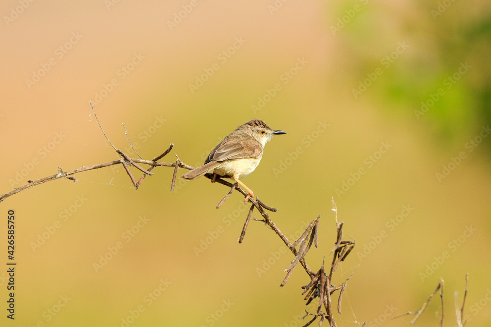 Indian birds from kerala Indian birds from kerala