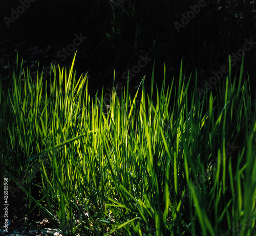 Fresh grass stems. Sunlights striking in the grass. Fresh Green.