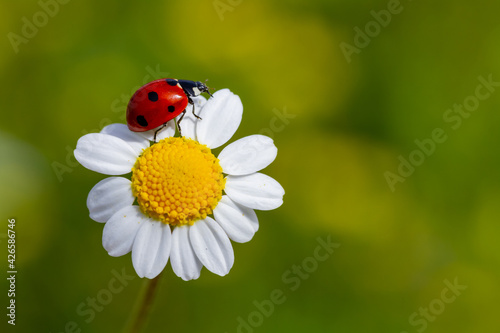 Photographie Spring background with daisy and ladybug