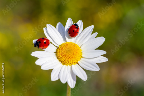Spring background with daisy and ladybug