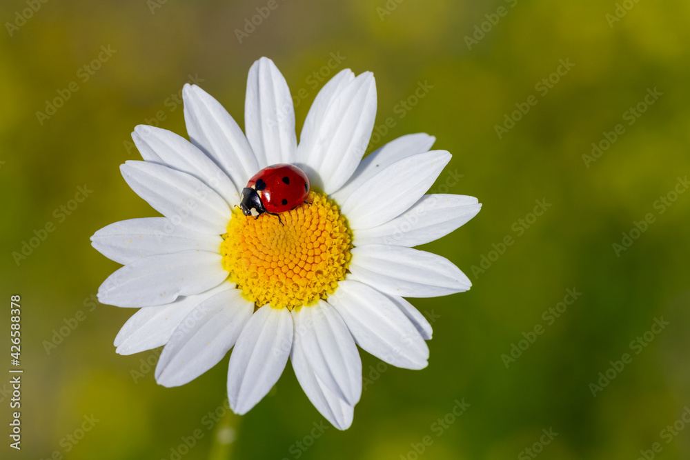 Spring background with daisy and ladybug Spring background with daisy and ladybug