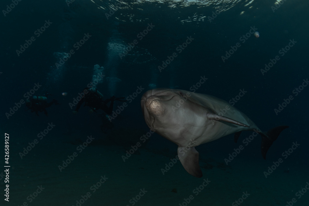 Fototapeta premium Dolphin swimming with divers in the Red Sea, Eilat Israel 
