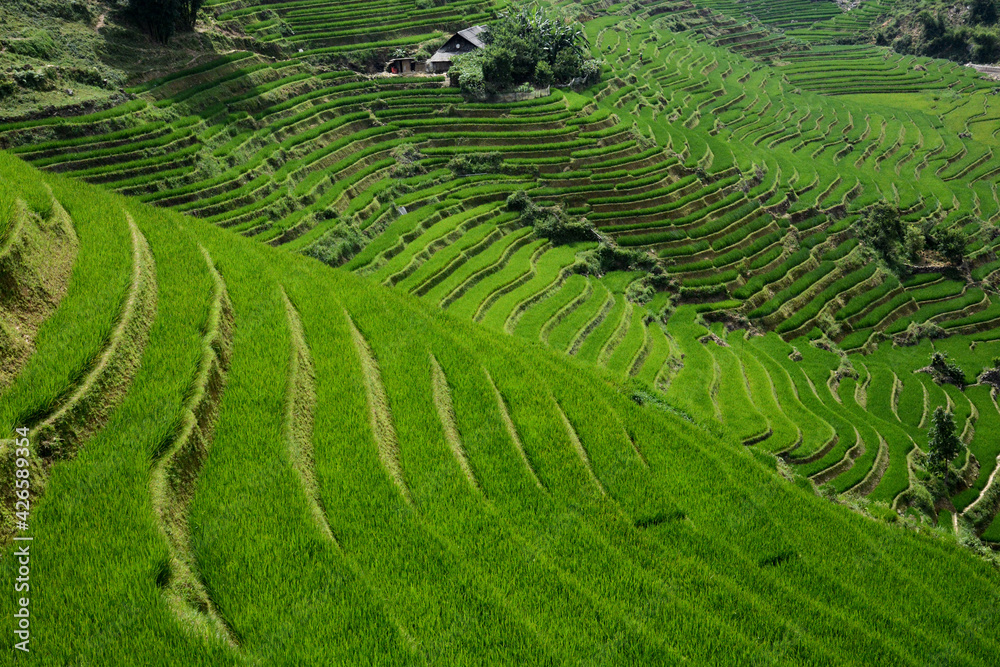 Rolling hills of rice farms in Sapa, Vietnam