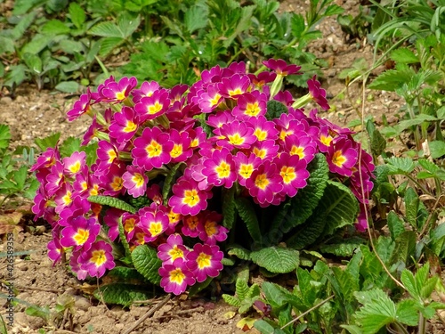 Canvas Print Lots of pink primroses in the garden