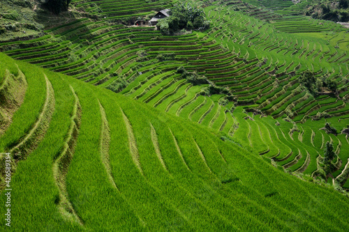 Rolling hills of rice farms in Sapa, Vietnam