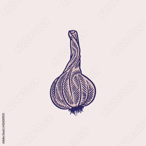Vector hand drawn of garlic...