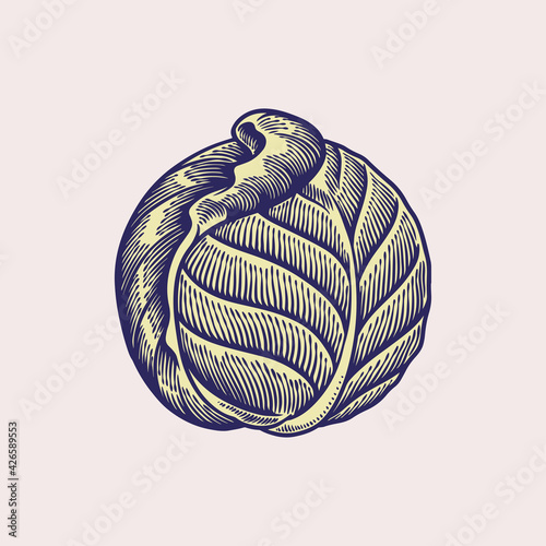 Cabbage vector illustration...