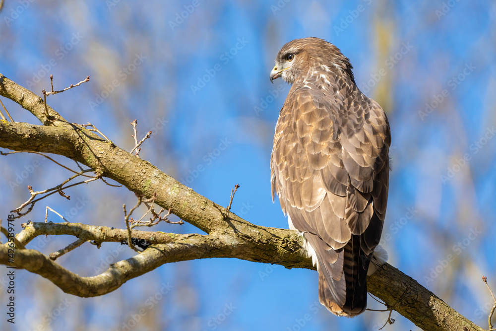 Buzzard in the forest. Sitting on a branch of a deciduous tree in winter. Wildlife Bird of Prey,. Detailed feathers in close up. Blue sky behind the trees. Wildlife scene from nature, seen from behind Buzzard in the forest. Sitting on a branch of a deciduous tree in winter. Wildlife Bird of Prey,. Detailed feathers in close up. Blue sky behind the trees. Wildlife scene from nature, seen from behind