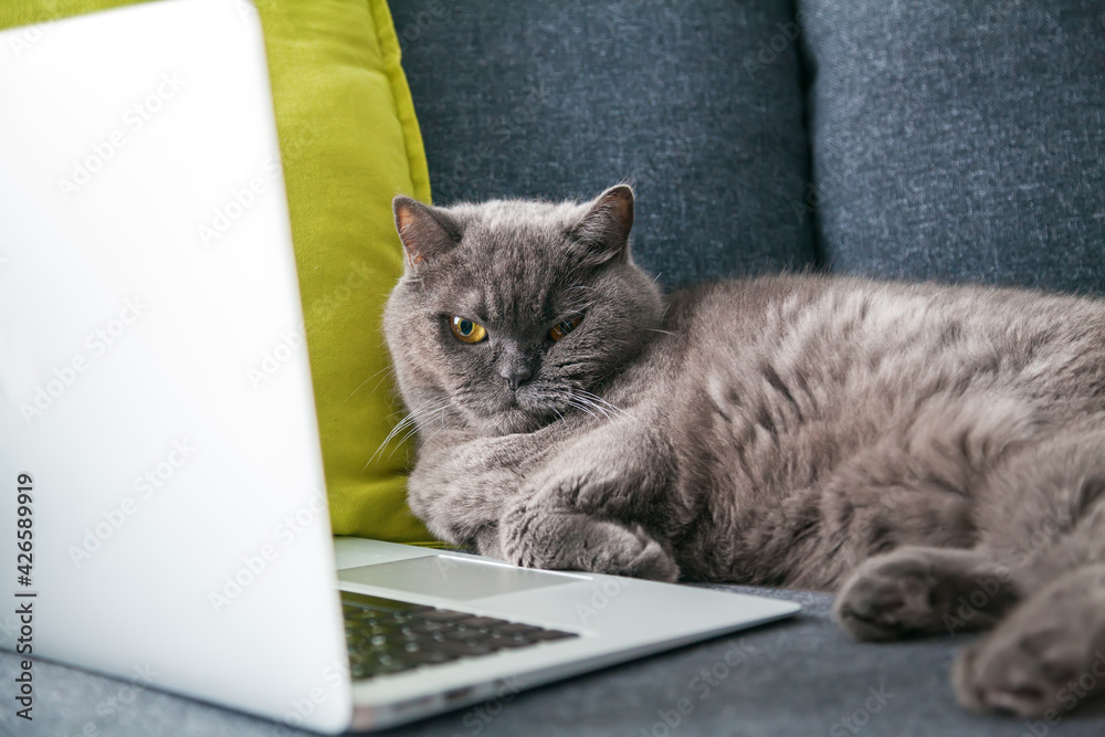 Grey british cat with a laptop
