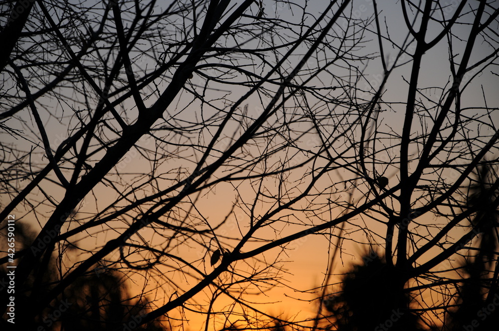 Obraz premium sunset