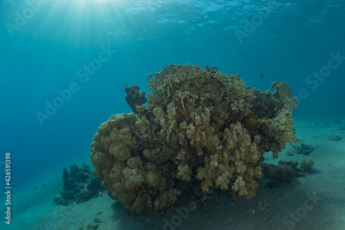 Coral reef and water plants in the Red Sea  Eilat Israel 