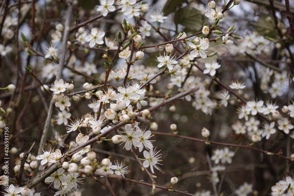 Blackthorn is blossom in Spring Blackthorn is blossom in Spring
