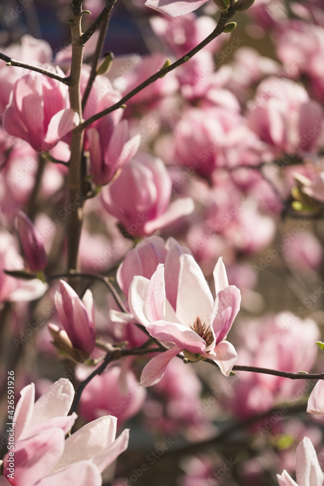 Blossom Spring Blossom Spring