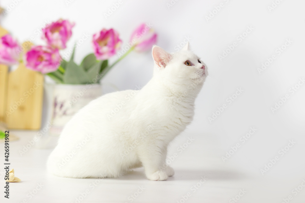 British shorthair cat on the kitchen. Beautiful white cat. Spring decor home