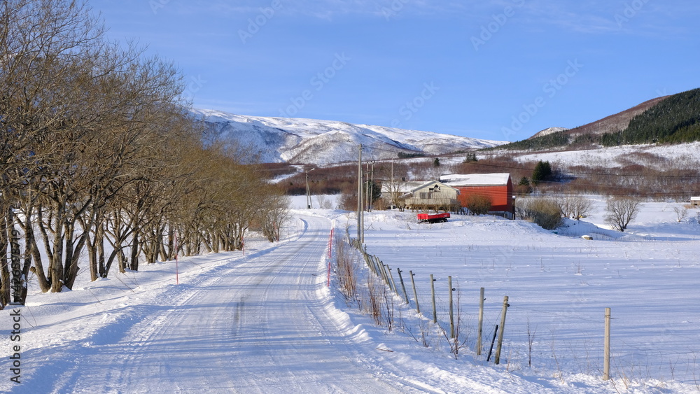 Tree-lined road with snow, Lofoten Islands, north Norway