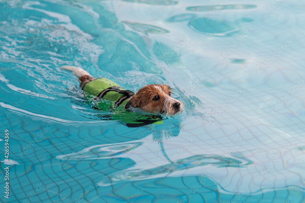 Jack Russell Terrier swimming in the pool in a life jacket