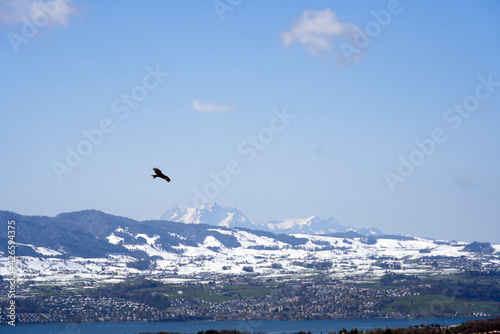 Red kite (Milvus milvus) up in the sky with lake Zurich and snow capped mountains in the background.