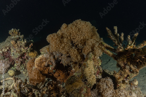 Coral reef and water plants in the Red Sea  Eilat Israel 