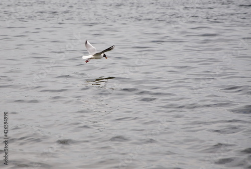 A gull flies over the water carrying food in its beak.