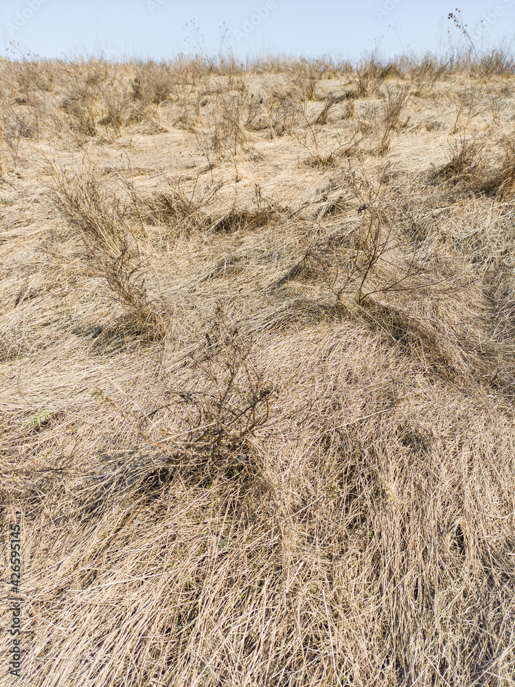 Fototapeta premium dried grass on a hill outside the city