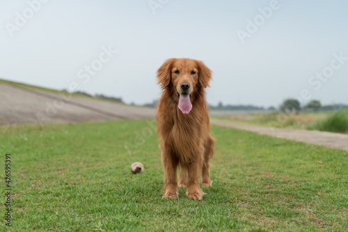 Golden Retriever playing in the grass