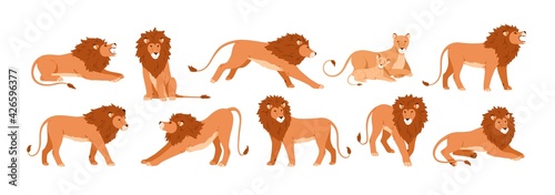 Set of lions, lioness and their cub resting, lying, standing, roaring, sitting and walking. Jungle feline animal in different poses. Colored flat vector illustration isolated on white background © Good Studio