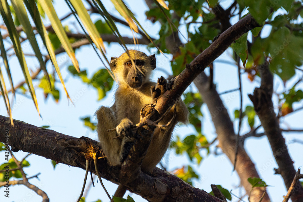 Obraz premium A teenage baboon peeks out of the branches with curiosity