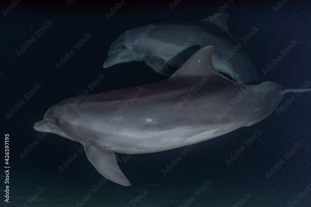 Naklejka premium Dolphins swimming in the Red Sea, Eilat Israel