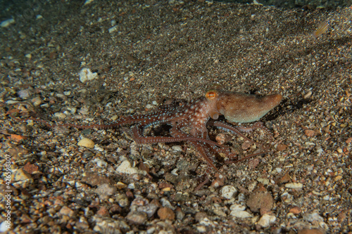 Octopus king of camouflage in the Red Sea  eilat israel  