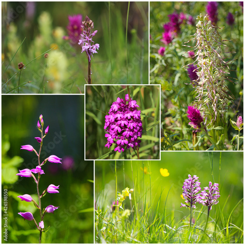 Wild European orchids like fragant orchid, lizard orchid, pyramidal orchid, red helleborine and military orchid flowering in the Kaiserstuhl hills, Germany photo