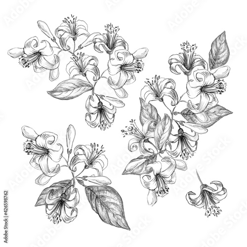 Blooming Lemon. Set of Lemon Flowers. Sketch of Lemon tree Flowers and Leaves on White Background. Black and White line drawn. Botanical illustrations vintage